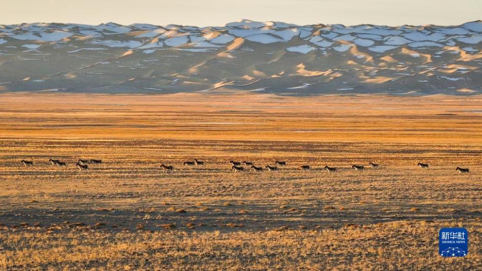 阿尔金山国家级自然保护区，藏野驴在洒满阳光的草原上奔驰（10月18日摄，无人机照片）。新华社记者 李响 摄