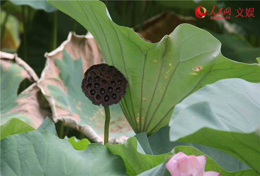 “好运莲莲”！传统观荷佳节，古人都有啥讲究？