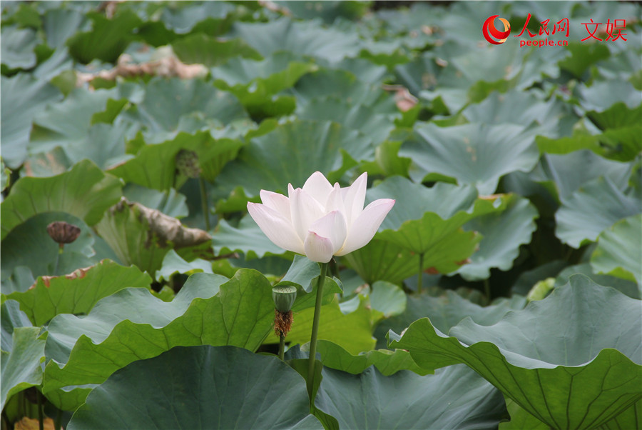 “好运莲莲”！传统观荷佳节，古人都有啥讲究？