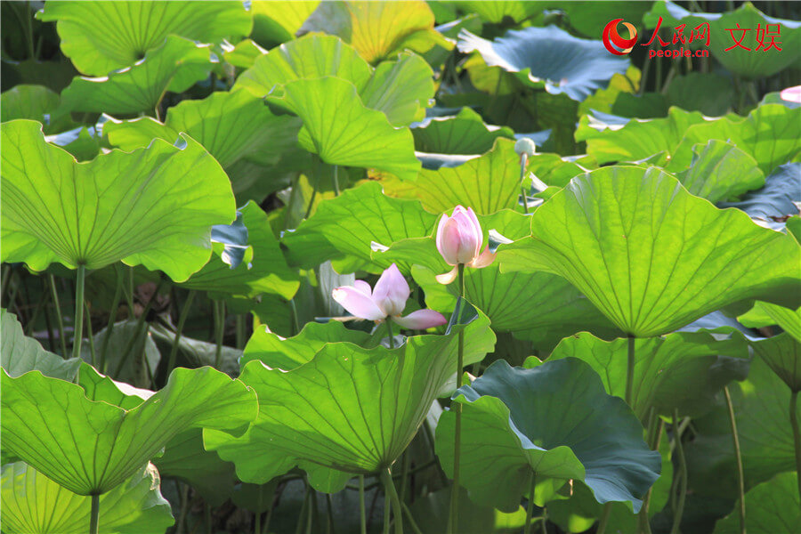 “好运莲莲”！传统观荷佳节，古人都有啥讲究？