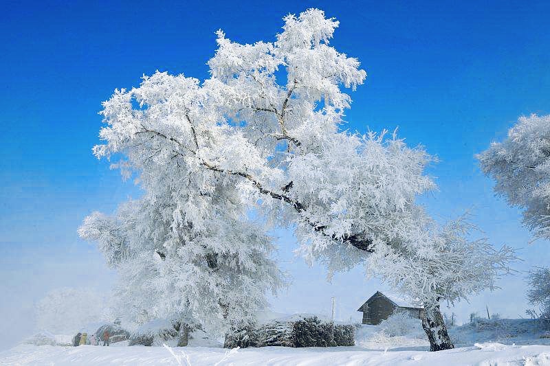 寒江雪柳  玉树琼花