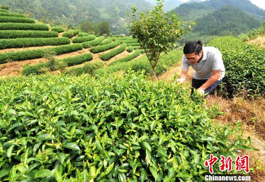 台湾青年登陆闽西客家山乡种茶遇真爱