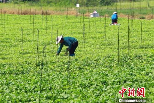 供港蔬菜项目助广东贫困村“脱贫致富”