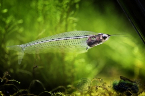 十一黄金周拟态生物特展亮相上海