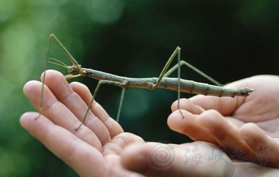 十一黄金周拟态生物特展亮相上海