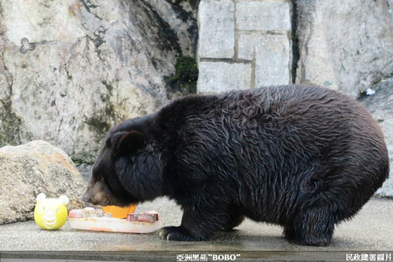 大熊猫“开开”“心心”品月饼度中秋