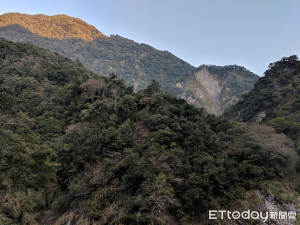 台湾林木专家在中央山脉发现原始“巨木森林”