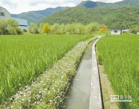 野花鋪成毯 臺(tái)灣花蓮荒地變綠園