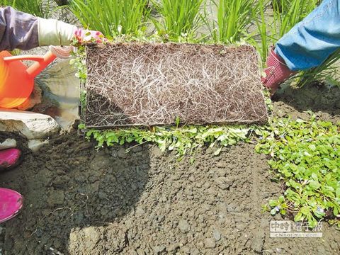 野花鋪成毯 臺(tái)灣花蓮荒地變綠園