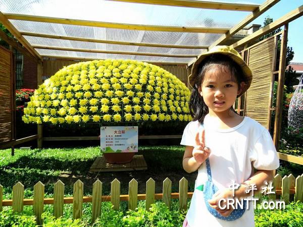 台湾“士林官邸菊展”开放 游人如织