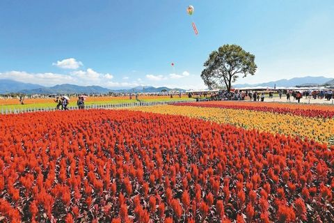 台中举办国际花毯节 花仙邀你走进奇幻世界