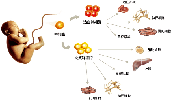 臺(tái)灣“臍帶血銀行”：開墾大陸二孩處女地