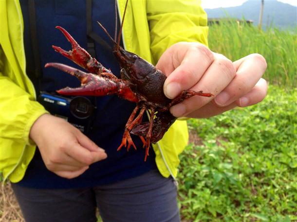 台湾北部湿地遭小龙虾入侵破坏农田影响生态