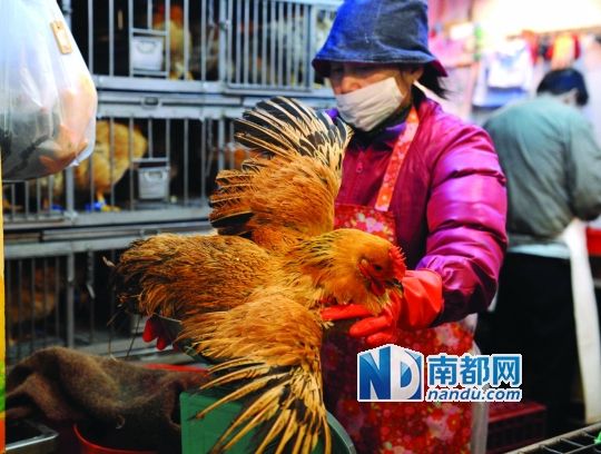 [香港]尊重市民習(xí)慣港府沒(méi)一刀切活雞