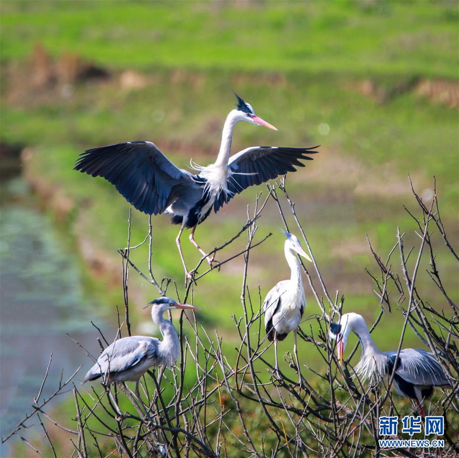 鄱阳湖区迎来夏候鸟