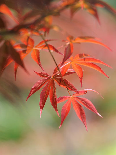 2014入秋京城賞紅葉哪里好 14個(gè)紅葉觀賞地精品推薦