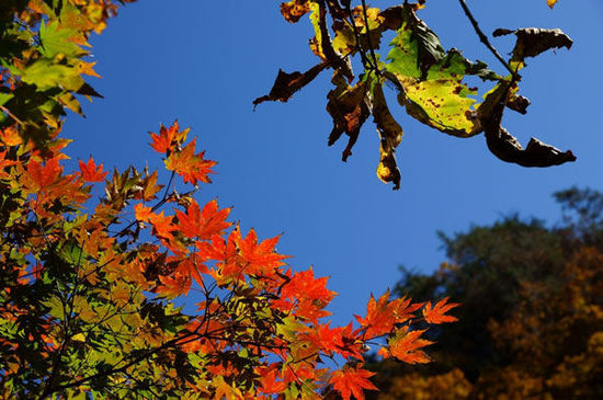 2014入秋京城賞紅葉哪里好 14個(gè)紅葉觀賞地精品推薦