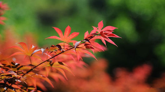 2014入秋京城賞紅葉哪里好 14個(gè)紅葉觀賞地精品推薦