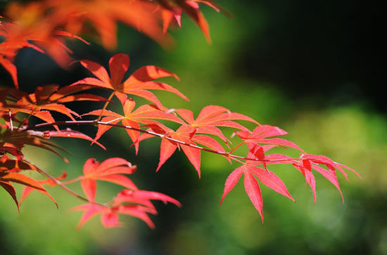 2014入秋京城賞紅葉哪里好 14個(gè)紅葉觀賞地精品推薦