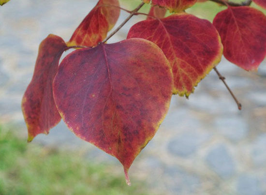 2014入秋京城賞紅葉哪里好 14個(gè)紅葉觀賞地精品推薦