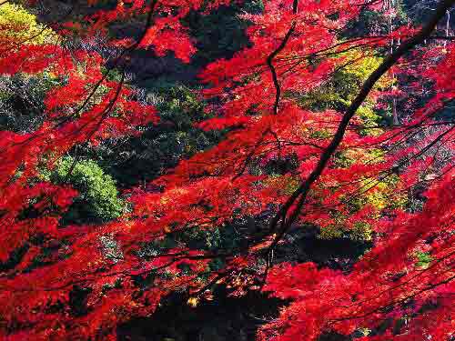 2014入秋京城賞紅葉哪里好 14個(gè)紅葉觀賞地精品推薦