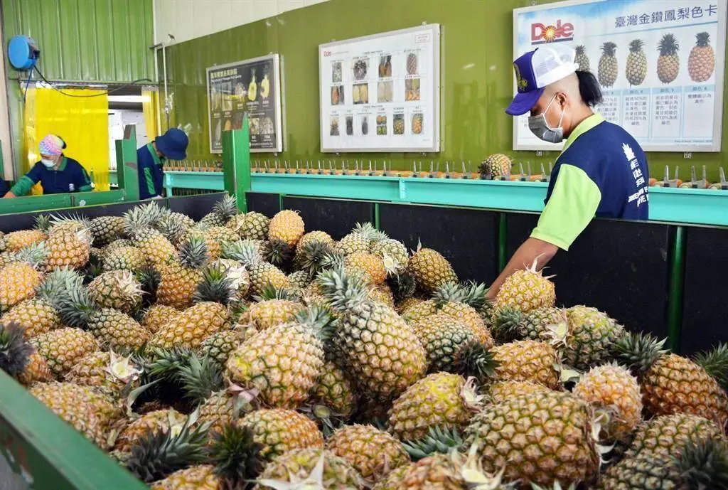 台湾“菠萝闹剧”：拿民众的钱洗民众的脑！