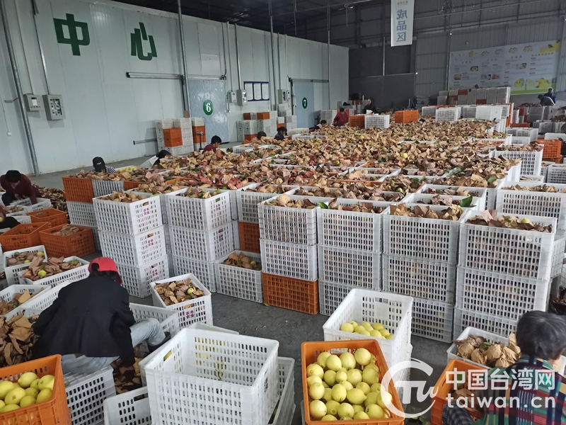 四川台资农企入选粤港澳大湾区“菜篮子”基地