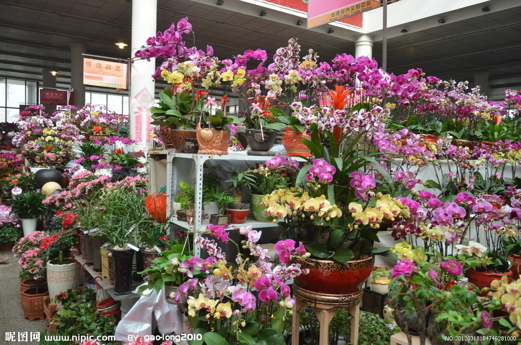 春节期间哪些花受青睐? 上海市民偏好防霾植物