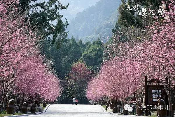 春节赴台，这些赏樱胜地你知道吗？