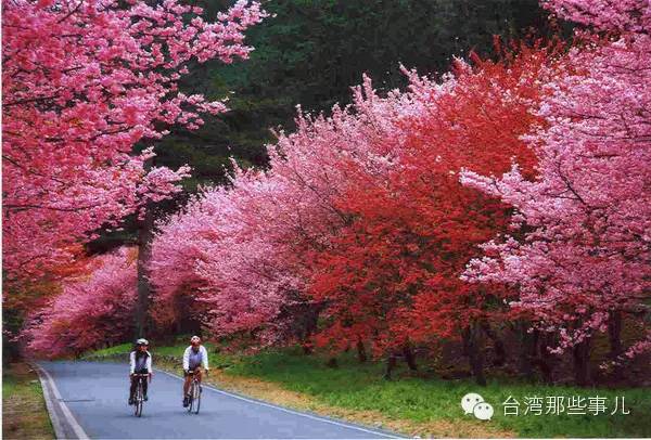 春节赴台，这些赏樱胜地你知道吗？