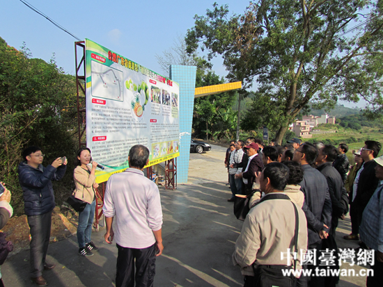 粤台同心树 农民致富果