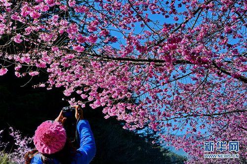 粉色樱花 世外桃源——在台湾武陵农场感受樱花季