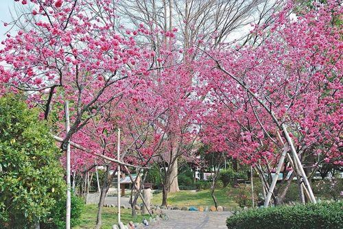 “春神”走入台中市区 赏樱不必爬山