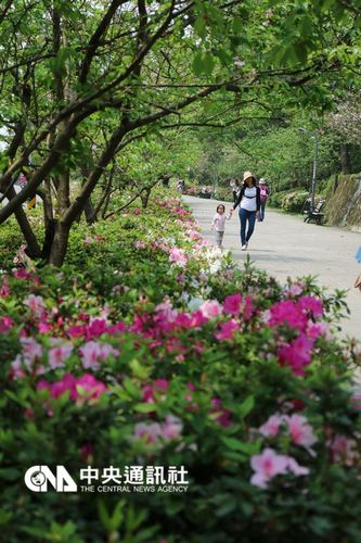 春天遲到 臺北市杜鵑花終于開了