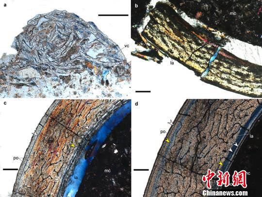 新疆发现数百枚3D翼龙蛋与胚胎化石