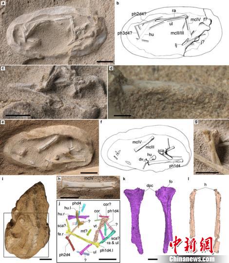 新疆發(fā)現(xiàn)數(shù)百枚3D翼龍蛋與胚胎化石
