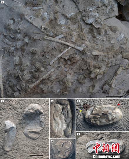 新疆发现数百枚3D翼龙蛋与胚胎化石