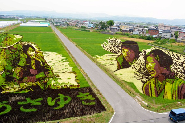 日本青森稻田画迎来最佳观赏期 生动再现经典日剧《阿信》场景