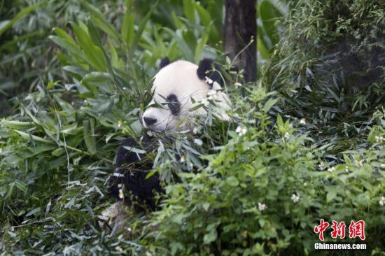 台北市立动物园：大陆赠台大熊猫一家生活得很快乐