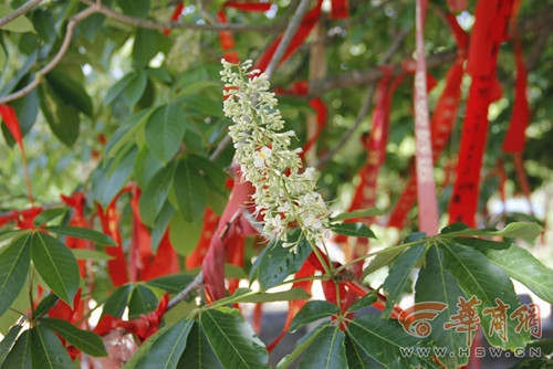 玄奘手植娑羅樹子樹成功移植 將扎根大雁塔下