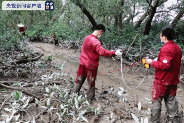 保护红树林 “南海人”一直在行动