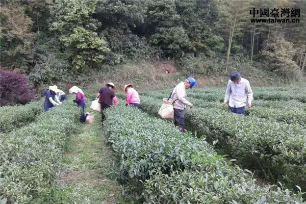 深耕大陸接力創(chuàng)業(yè)15載：兩代臺商的梅州茶緣