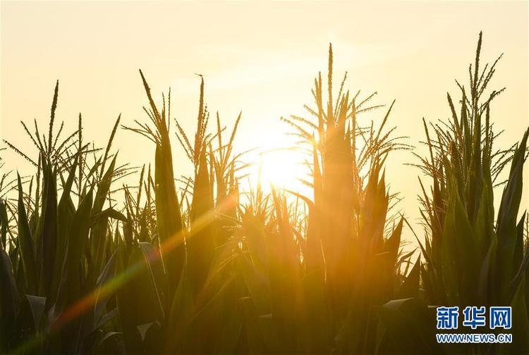 食为政首——稳住农业基本盘增添发展底气