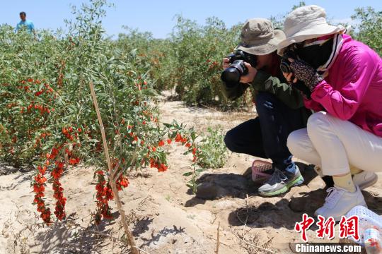 海外華文媒體高層探秘柴達(dá)木綠洲青海都蘭