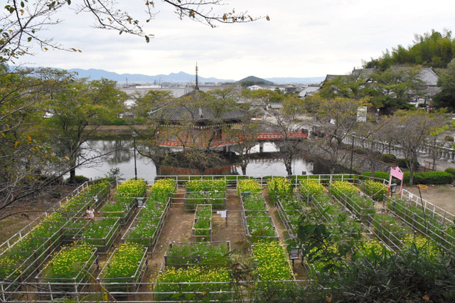 奈良文殊院打造“大波斯菊迷宫” 希望孩子们外出玩耍开启智慧