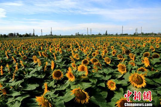 甘肃河西走廊初秋美景恰似油画