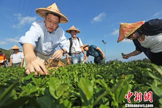 “产茶第一县”福建安溪的“海丝行”与“茶庄园”