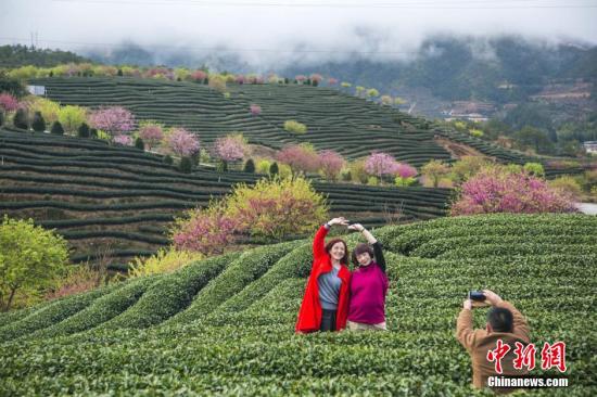 “大陸阿里山”見聞：臺(tái)農(nóng)的“春天”在大陸