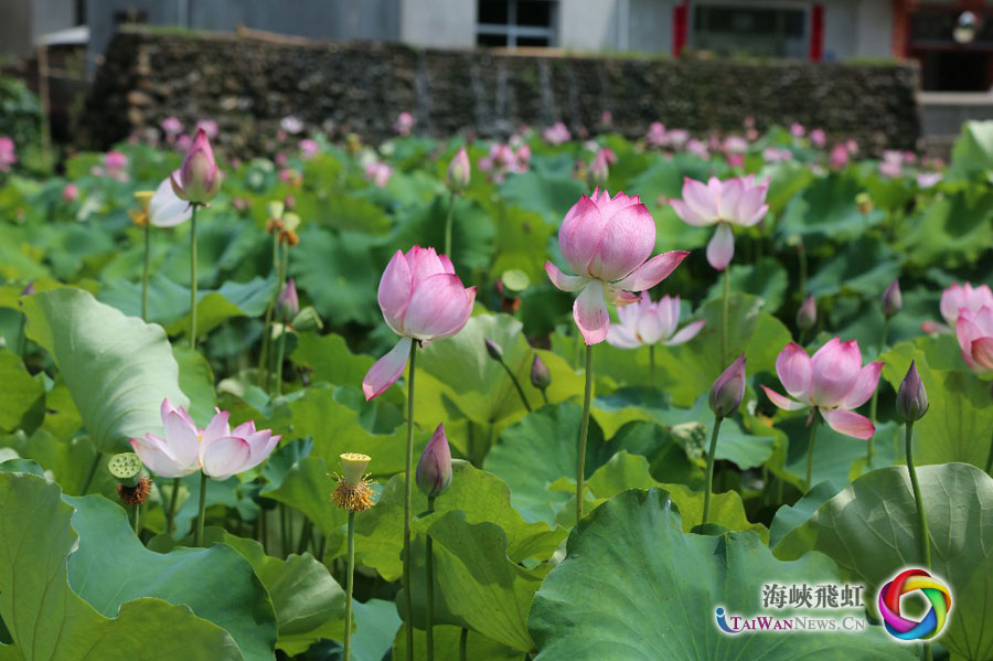 图片默认标题_fororder_张墩村村民种植荷花