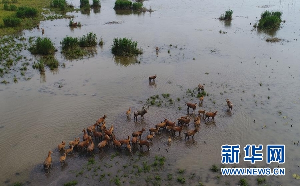 江豚跃候鸟飞麋鹿奔——湖南守护“洞庭三宝”呵护“长江之肾”